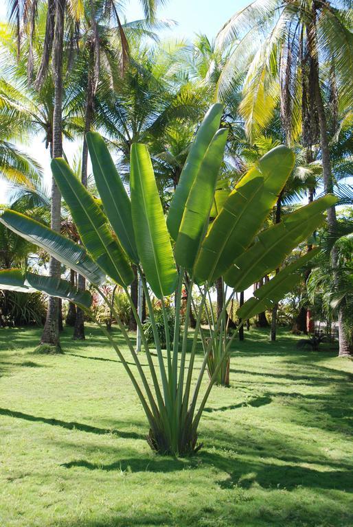 Hotel Beso del Viento (Adults Only) Parrita Exterior foto